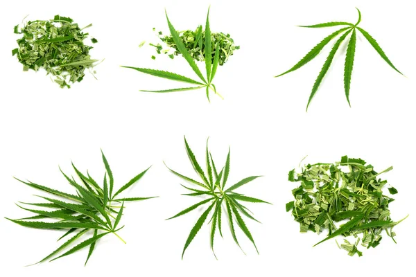 Green Marijuana Leaves Herbs Cancer Treatment Isolated White Background — Stock Photo, Image