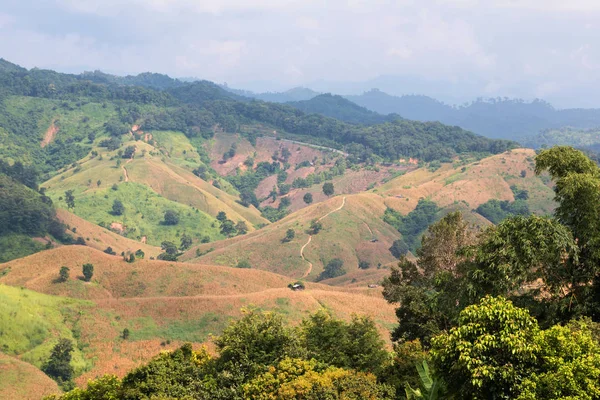 Lesy Thajsku Byly Zničeny Pěstováním Kukuřice — Stock fotografie