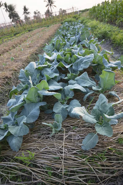 Green Chinese Kale Chinese Broccoli Tree Kale Field — 스톡 사진