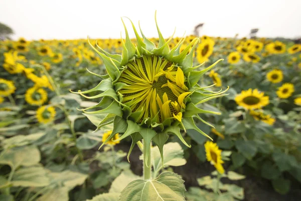 Hermoso Girasol Floreciendo Jardín Fotos De Stock