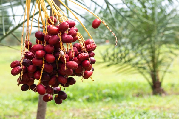 Reife Dattelpalme Mit Zweigen Auf Dattelpalme — Stockfoto