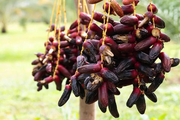 Dátiles Maduros Palmera Con Ramas Dátiles Palmera — Foto de Stock