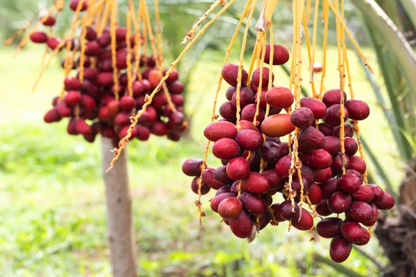 Ripe dates palm fruit with branches on dates palm tree