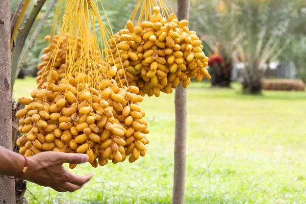 Dátiles Maduros Palmera Con Ramas Dátiles Palmera — Foto de Stock