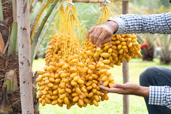 Dátiles Maduros Palmera Con Ramas Dátiles Palmera — Foto de Stock