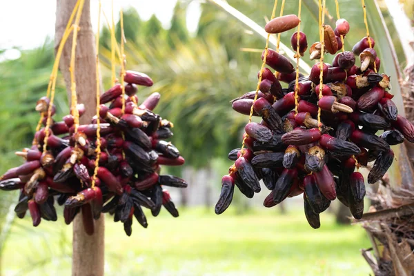 Ripe dates palm fruit with branches on dates palm tree