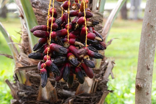 Dátiles Maduros Palmera Con Ramas Dátiles Palmera — Foto de Stock