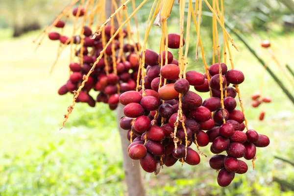 Dátiles Maduros Palmera Con Ramas Dátiles Palmera — Foto de Stock