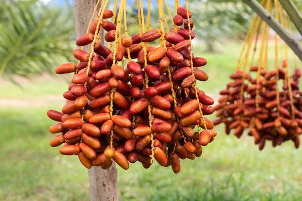 Dátiles Maduros Palmera Con Ramas Dátiles Palmera — Foto de Stock