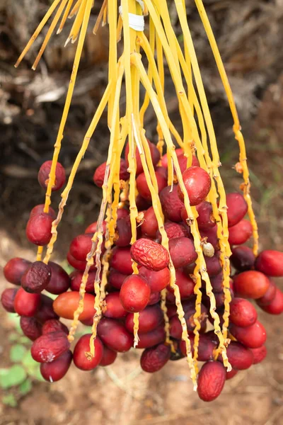 Dátiles Maduros Palmera Con Ramas Dátiles Palmera — Foto de Stock