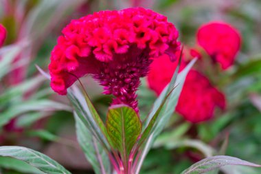 Kırmızı horoz tarlası ya da parktaki ibikli çeltik tarlası Sabah