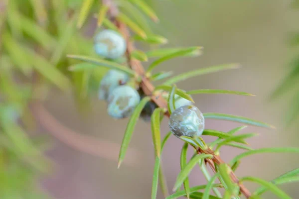 The awakening of nature in spring — Stock Photo, Image