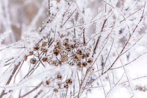 Bellezza della natura in inverno — Foto Stock