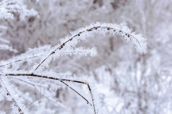 Beleza da natureza no inverno — Fotografia de Stock