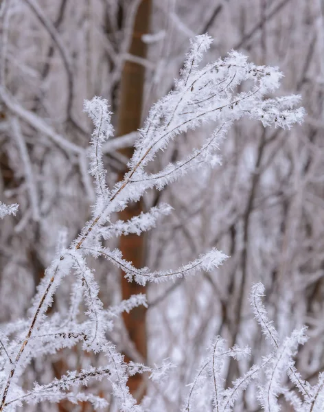 La belleza de la naturaleza en invierno — Foto de Stock