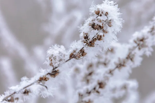 Bellezza della natura in inverno — Foto Stock