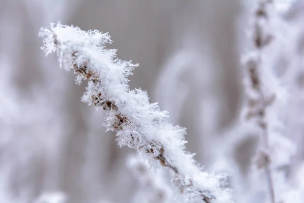 Bellezza della natura in inverno — Foto Stock