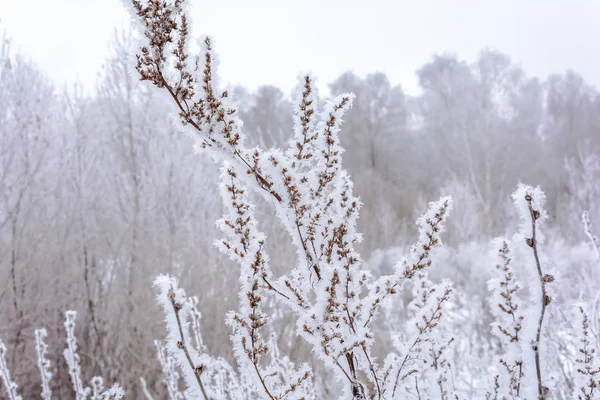 La belleza de la naturaleza en invierno — Foto de Stock