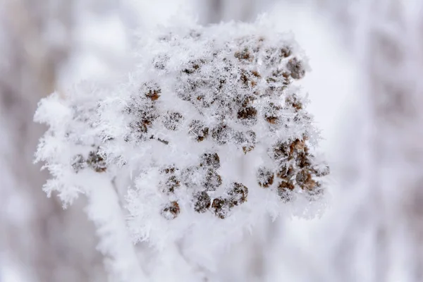 Schönheit der Natur im Winter — Stockfoto
