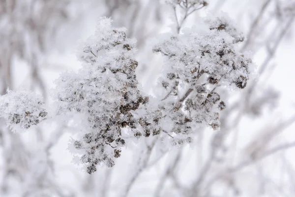 La belleza de la naturaleza en invierno — Foto de Stock