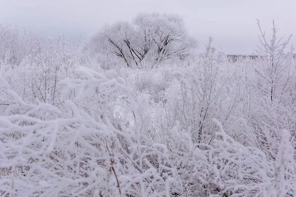 Kecantikan alam di musim dingin — Stok Foto
