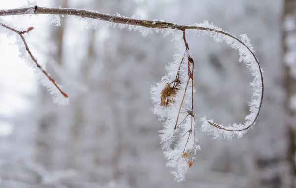 La belleza de la naturaleza en invierno — Foto de Stock