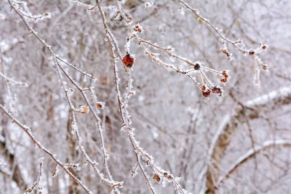 Bellezza della natura in inverno — Foto Stock