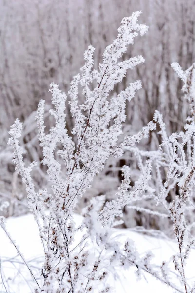 Краса природи взимку — стокове фото