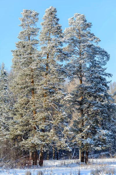 Schoonheid van de natuur in de winter — Stockfoto