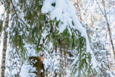 Kış aylarında doğanın güzelliği