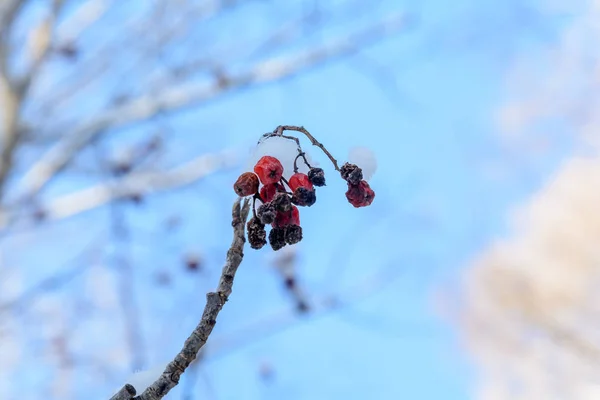 Bellezza della natura in inverno — Foto Stock