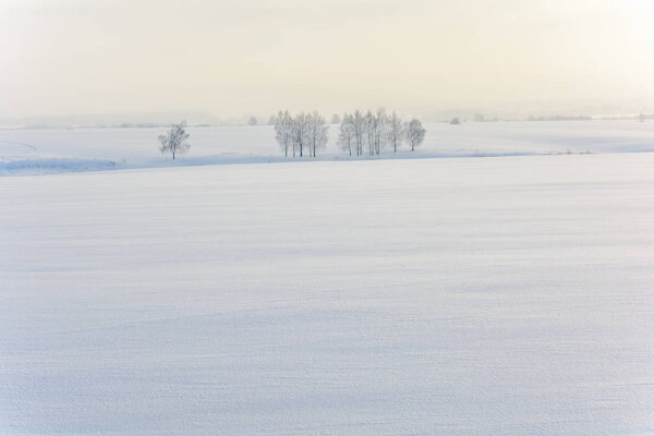 Snow fields with trees standing alone in the cold winter