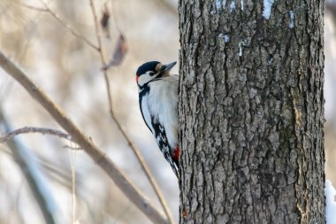 Orman kuşları kışın beslenenlerin yanında yaşar.