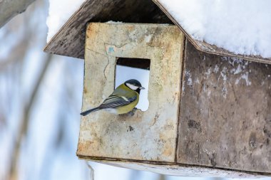 Orman kuşları kışın beslenenlerin yanında yaşar.