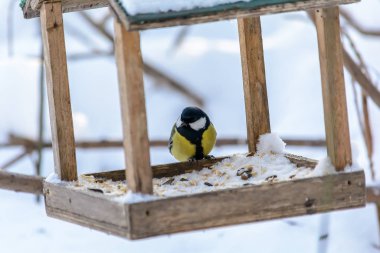 Orman kuşları kışın beslenenlerin yanında yaşar.
