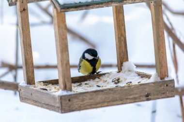 Orman kuşları kışın beslenenlerin yanında yaşar.