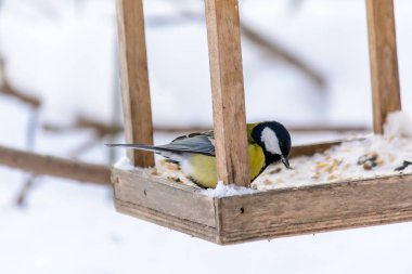 Orman kuşları kışın beslenenlerin yanında yaşar.