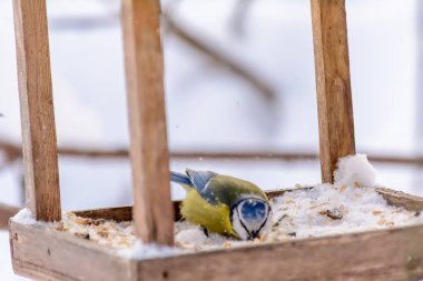 Orman kuşları kışın beslenenlerin yanında yaşar.
