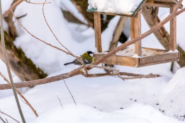 Orman kuşları kışın beslenenlerin yanında yaşar.