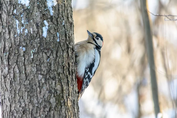 Aves del bosque viven cerca de los comederos en invierno —  Fotos de Stock