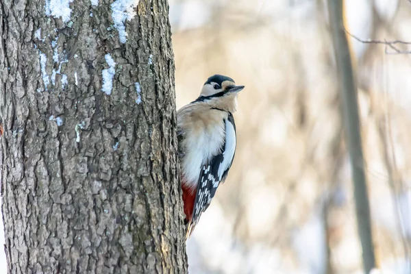 Aves del bosque viven cerca de los comederos en invierno —  Fotos de Stock