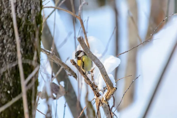 Forest birds live near the feeders in winter — 스톡 사진