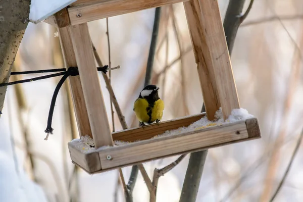 Les oiseaux forestiers vivent près des mangeoires en hiver — Photo