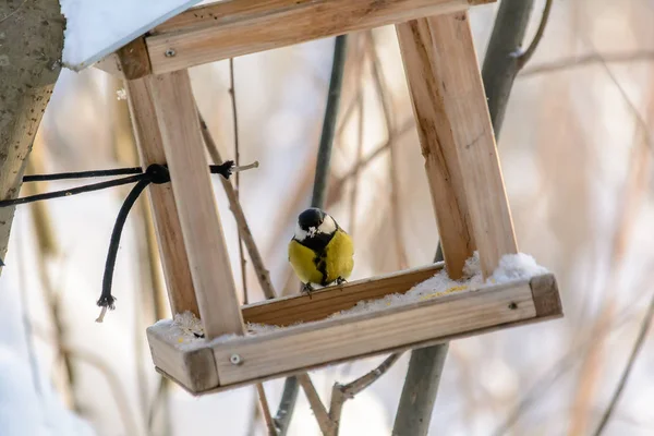 Les oiseaux forestiers vivent près des mangeoires en hiver — Photo