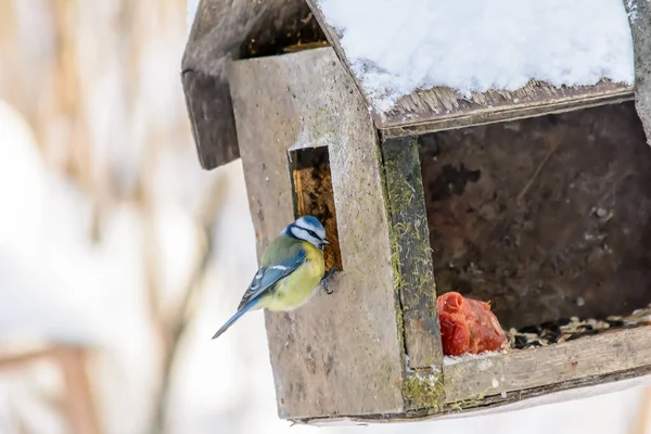 Lesní ptáci žijí v zimě v blízkosti krmiv — Stock fotografie