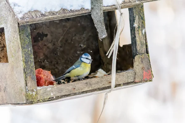 Les oiseaux forestiers vivent près des mangeoires en hiver — Photo