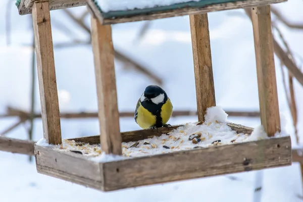 Orman kuşları kışın beslenenlerin yanında yaşar.