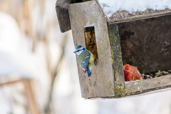 Les oiseaux forestiers vivent près des mangeoires en hiver — Photo