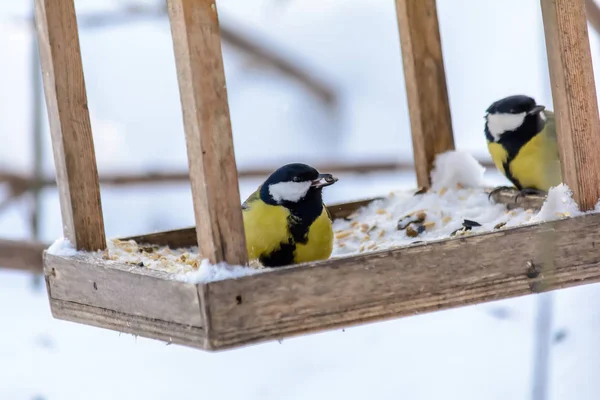 Les oiseaux forestiers vivent près des mangeoires en hiver — Photo