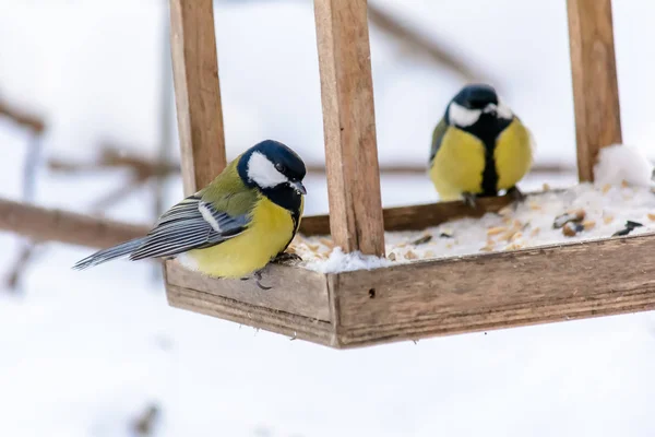 Aves da floresta vivem perto dos alimentadores no inverno — Fotografia de Stock